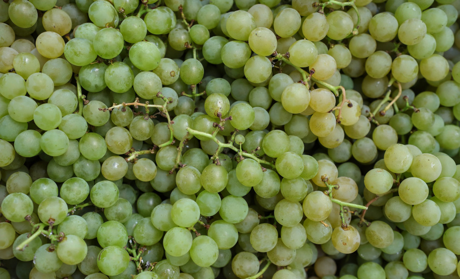 Produtor de uvas Renato Sandi. Bituruna - 02-2021