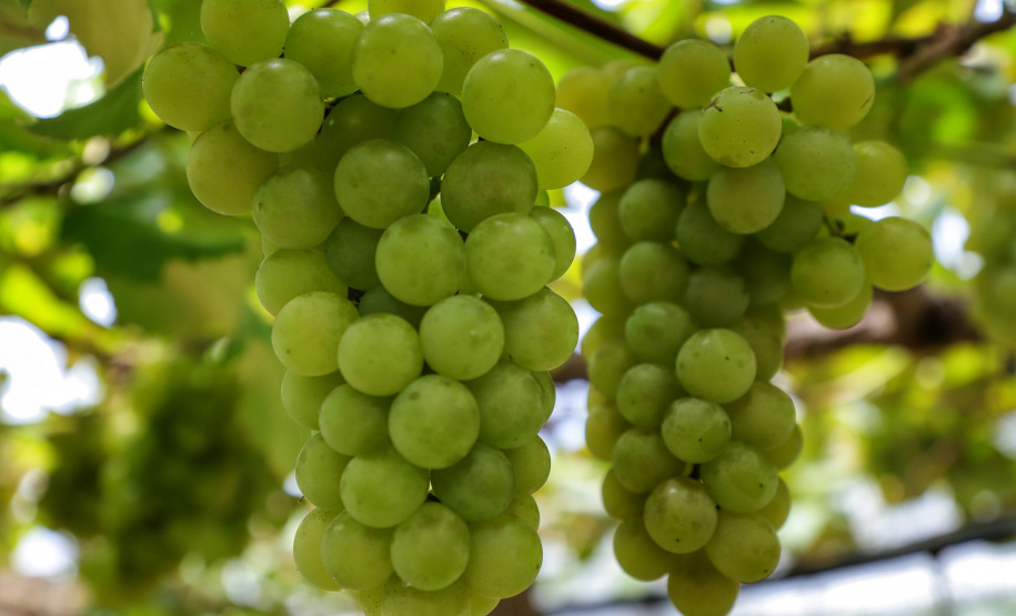 Produtor de uvas Renato Sandi. Bituruna - 02-2021
