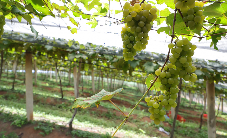 Produtor de uvas Renato Sandi. Bituruna - 02-2021