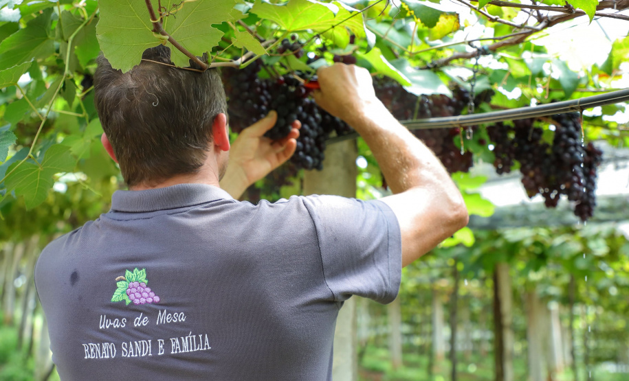 Produtor de uvas Renato Sandi. Bituruna - 02-2021