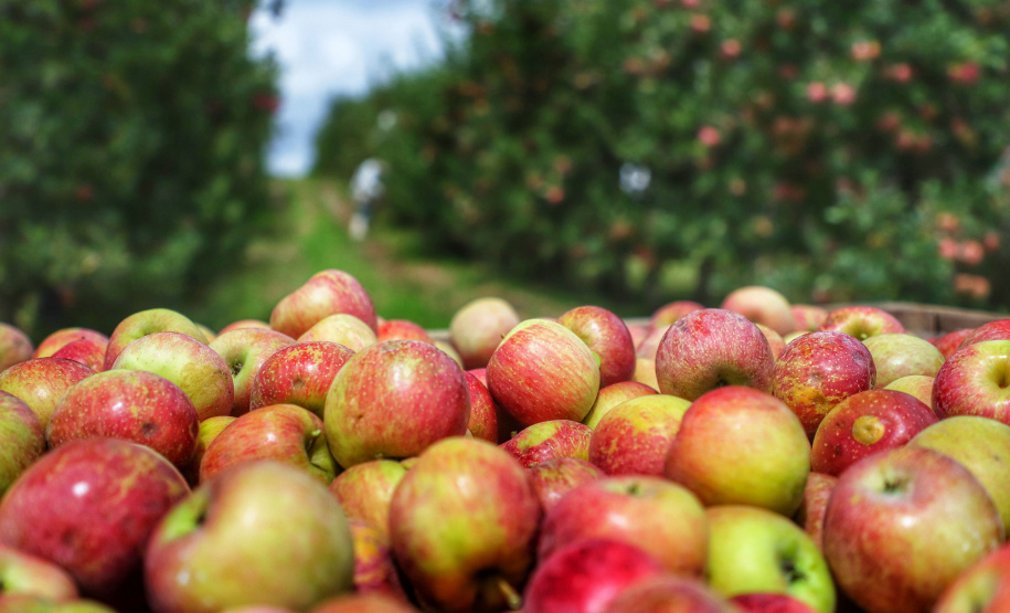 Colheita de maçã. Paula Freitas - 02-2021