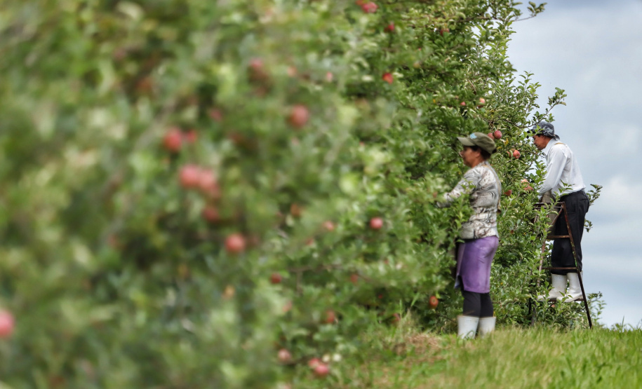 Colheita de maçã. Paula Freitas.