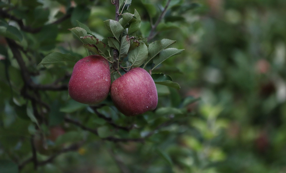 Colheita de maçã. Paula Freitas.