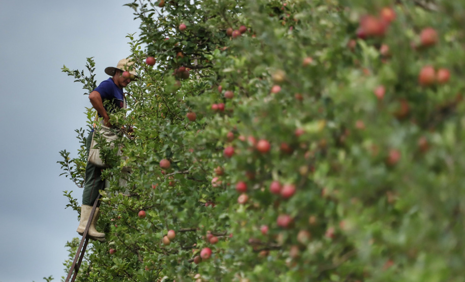 Colheita de maçã. Paula Freitas.