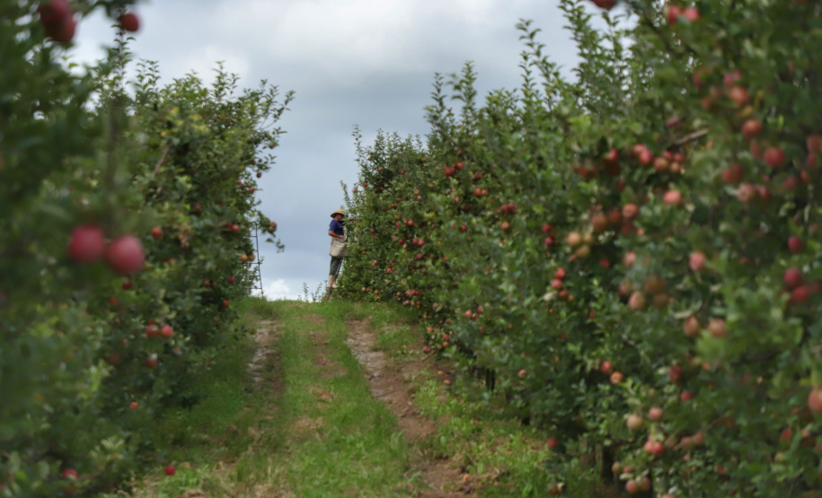 Colheita de maçã. Paula Freitas.