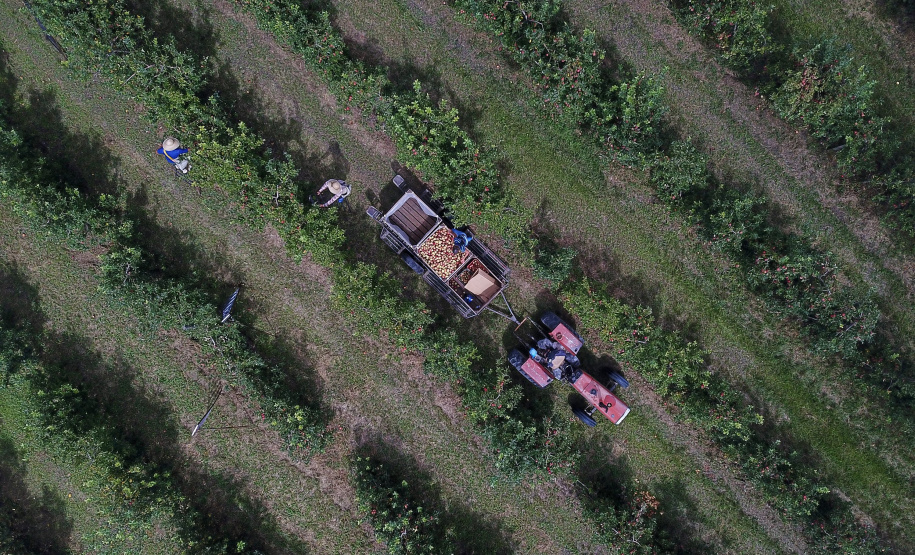 Colheita de maçã. Paula Freitas.
