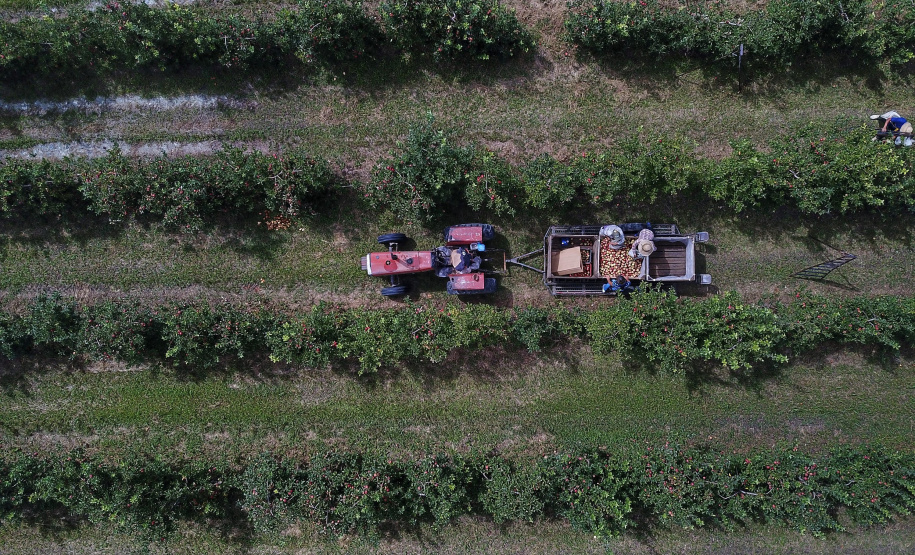 Colheita de maçã. Paula Freitas.