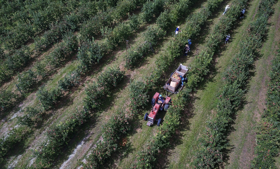 Colheita de maçã. Paula Freitas.