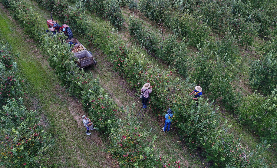 Colheita de maçã. Paula Freitas.