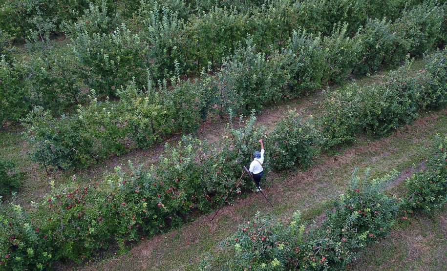 Colheita de maçã. Paula Freitas.