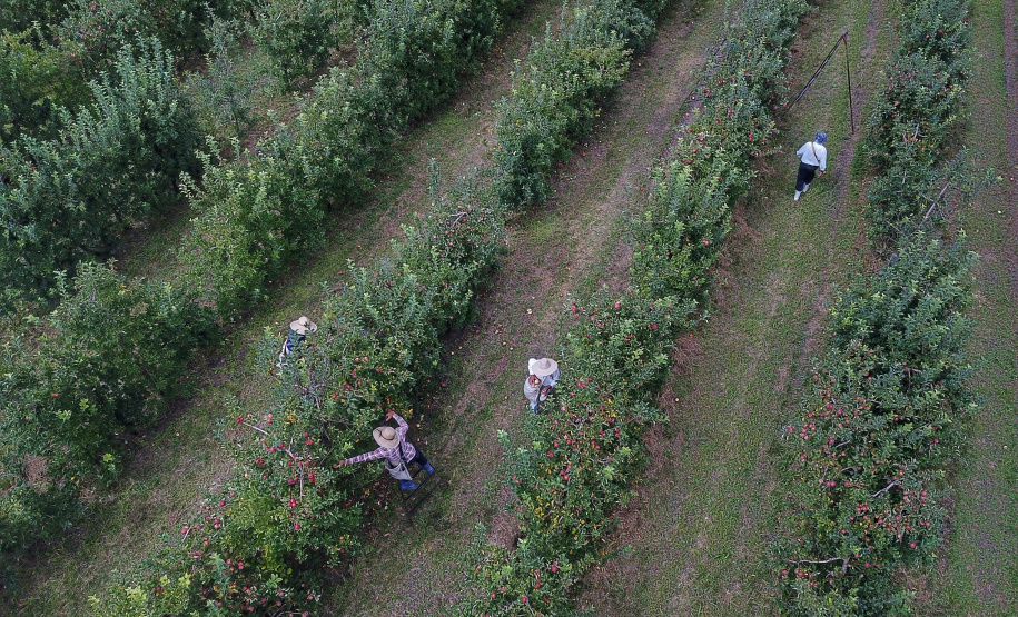 Colheita de maçã. Paula Freitas.