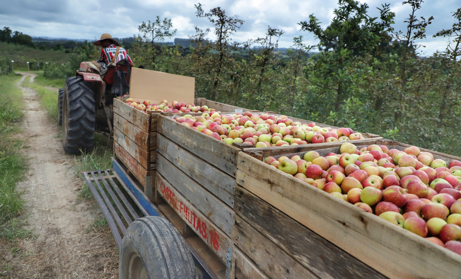 Colheita de maçã. Paula Freitas.