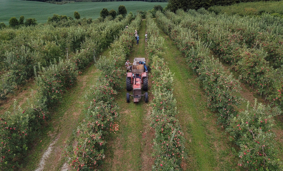 Colheita de maçã. Paula Freitas.