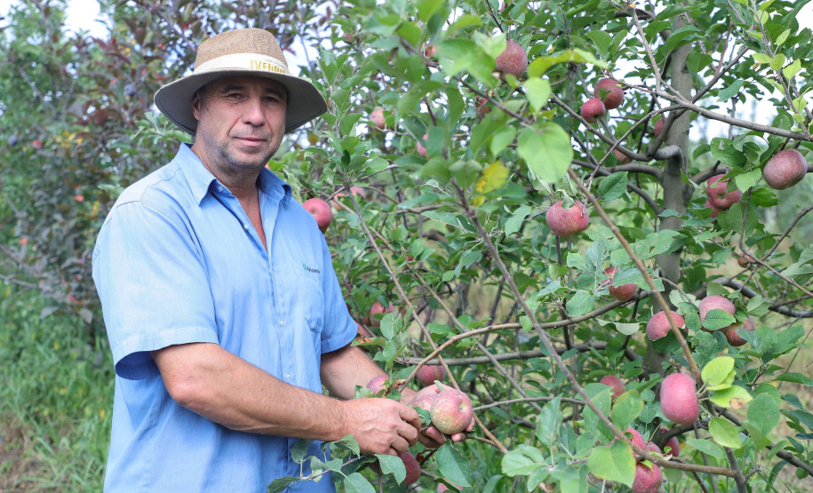 Colheita de maçã. Paula Freitas - 02-2021