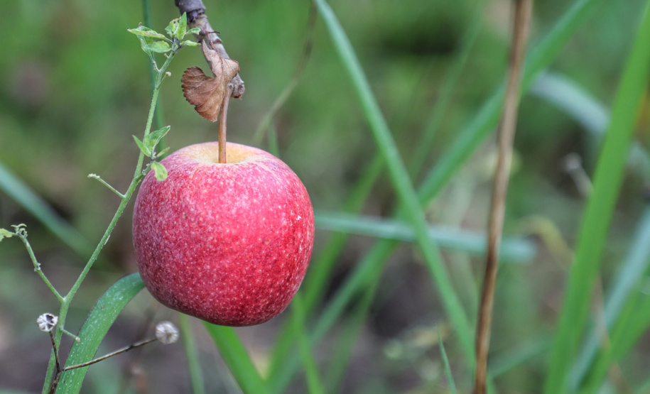 Colheita de maçã. Paula Freitas - 02-2021