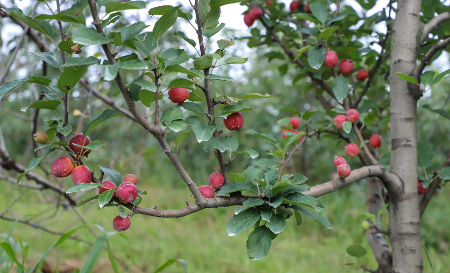 Colheita de maçã. Paula Freitas - 02-2021