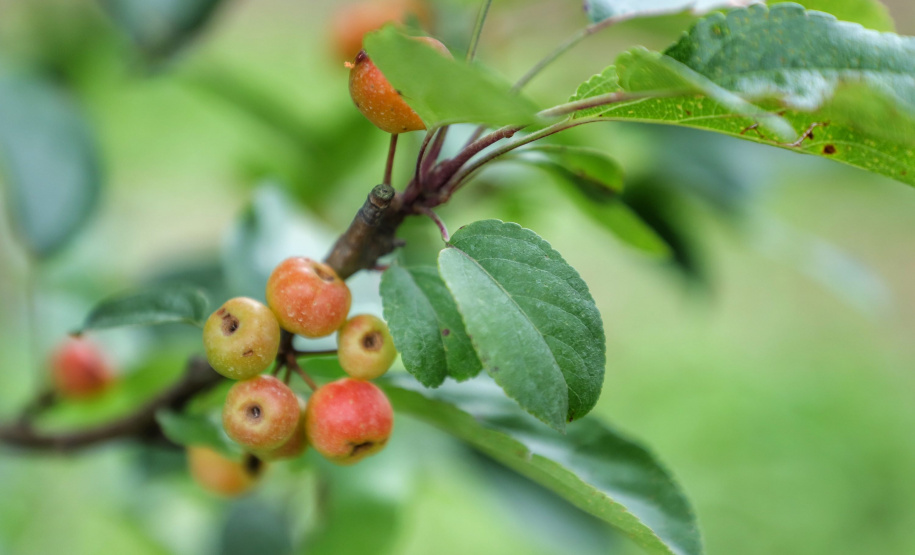 Colheita de maçã. Paula Freitas - 02-2021