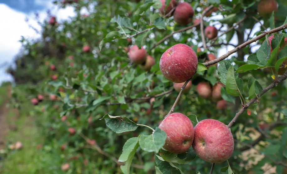 Colheita de maçã. Paula Freitas - 02-2021