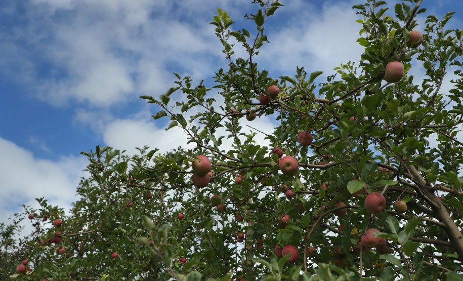 Colheita de maçã. Paula Freitas - 02-2021