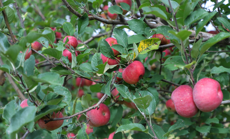 Colheita de maçã. Paula Freitas - 02-2021