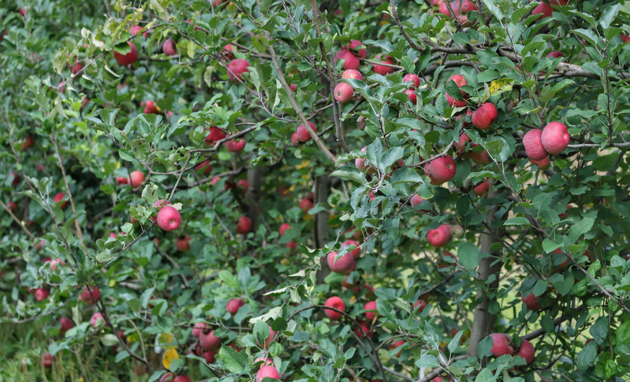 Colheita de maçã. Paula Freitas - 02-2021