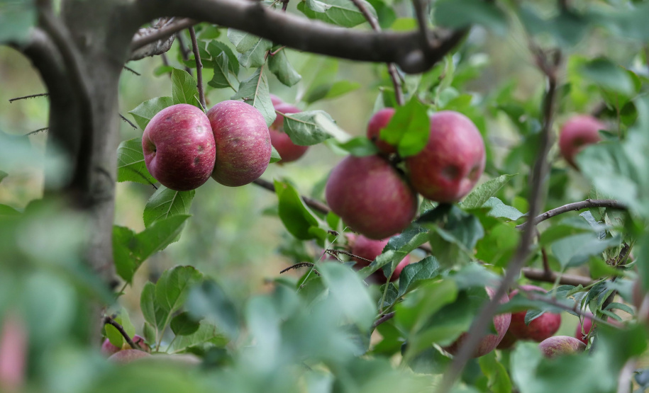 Colheita de maçã. Paula Freitas - 02-2021