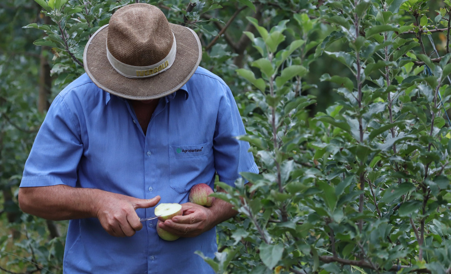 Colheita de maçã. Paula Freitas - 02-2021