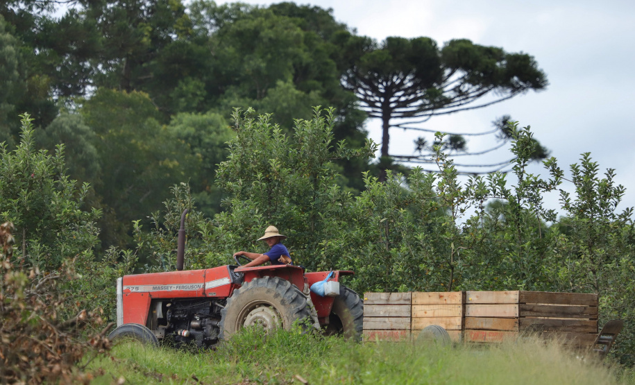 Colheita de maçã. Paula Freitas - 02-2021