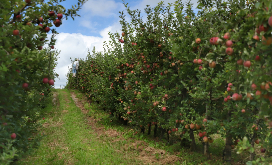 Colheita de maçã. Paula Freitas.