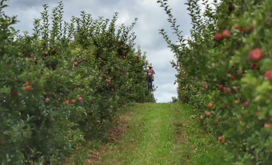 Colheita de maçã. Paula Freitas.
