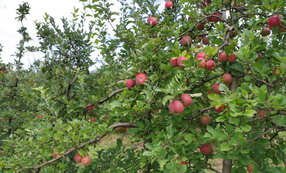 Colheita de maçã. Paula Freitas.