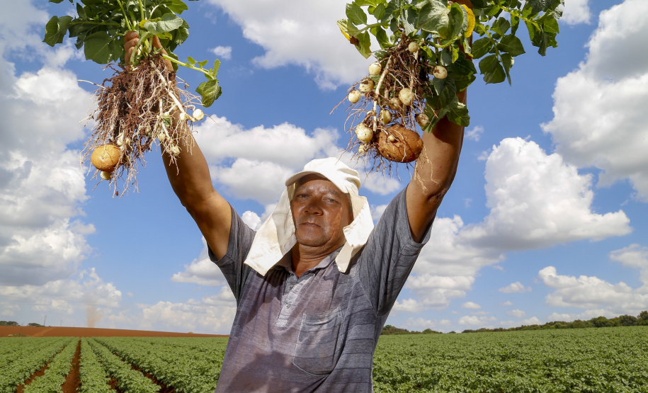 02/03 - produção e processo da batata.Foto: Gilson Abreu/AEN