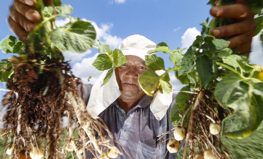 02/03 - produção e processo da batata.Foto: Gilson Abreu/AEN