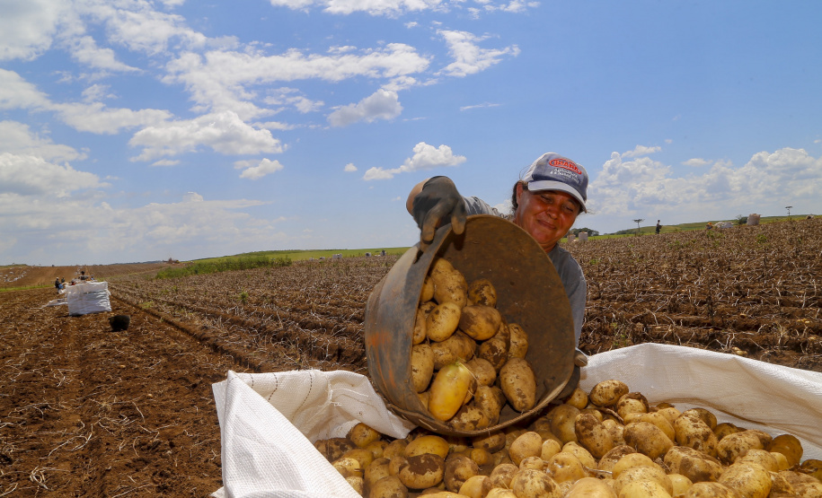 02/03 - produção e processo da batata.Foto: Gilson Abreu/AEN