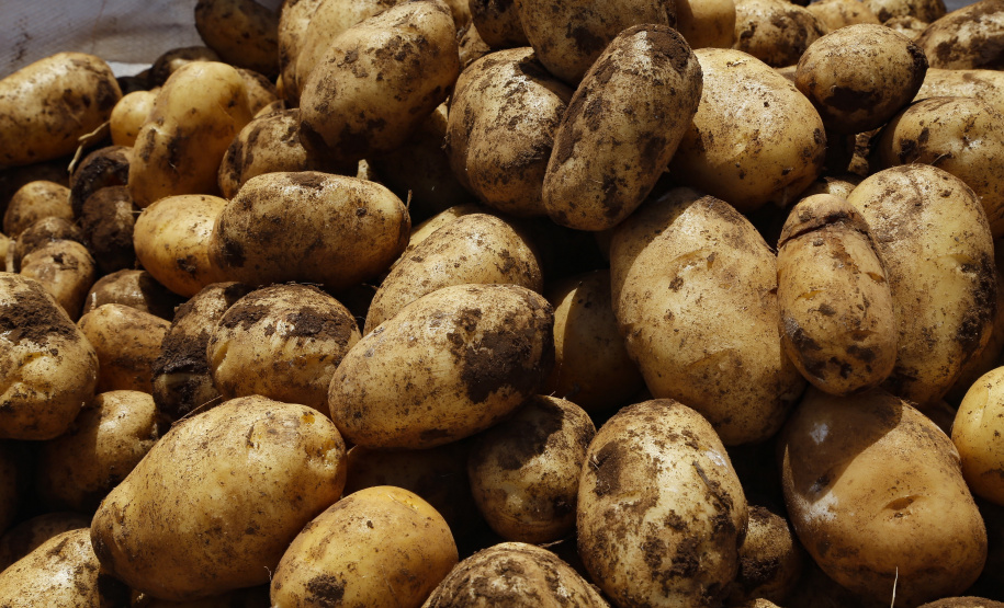 02/03 - produção e processo da batata.Foto: Gilson Abreu/AEN