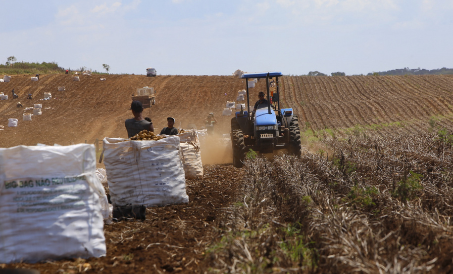 02/03 - produção e processo da batata.Foto: Gilson Abreu/AEN