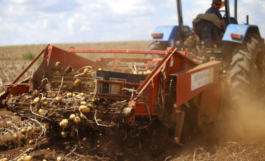 02/03 - produção e processo da batata.Foto: Gilson Abreu/AEN