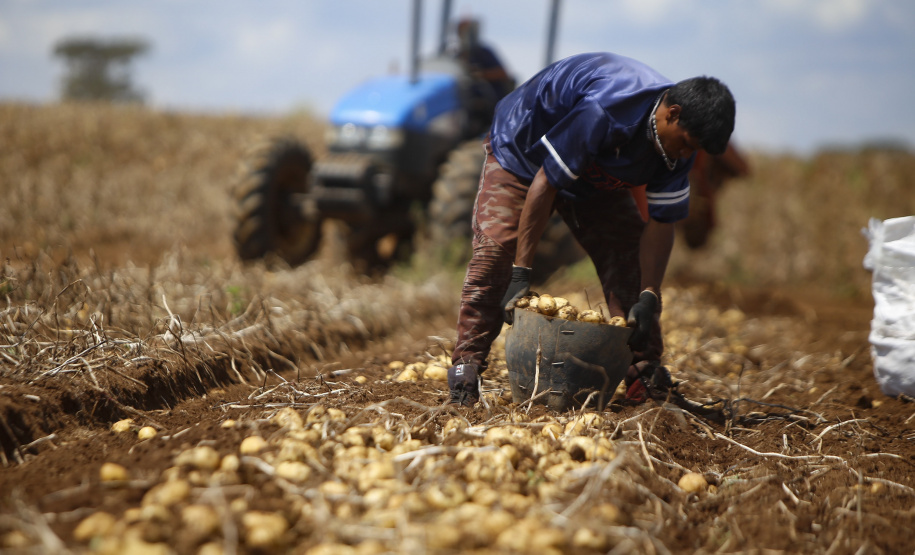 02/03 - produção e processo da batata.Foto: Gilson Abreu/AEN