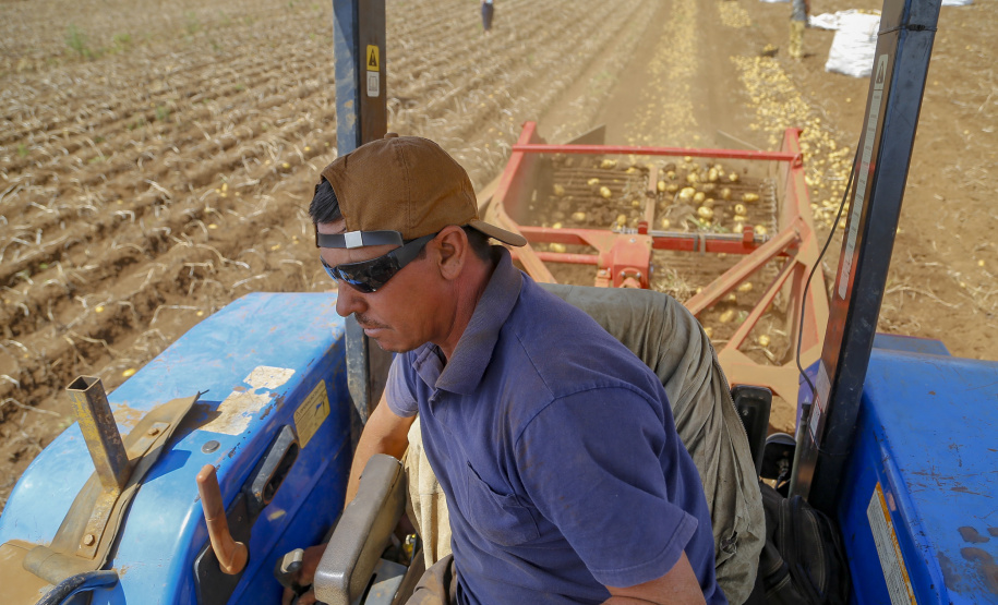 02/03 - produção e processo da batata.Foto: Gilson Abreu/AEN