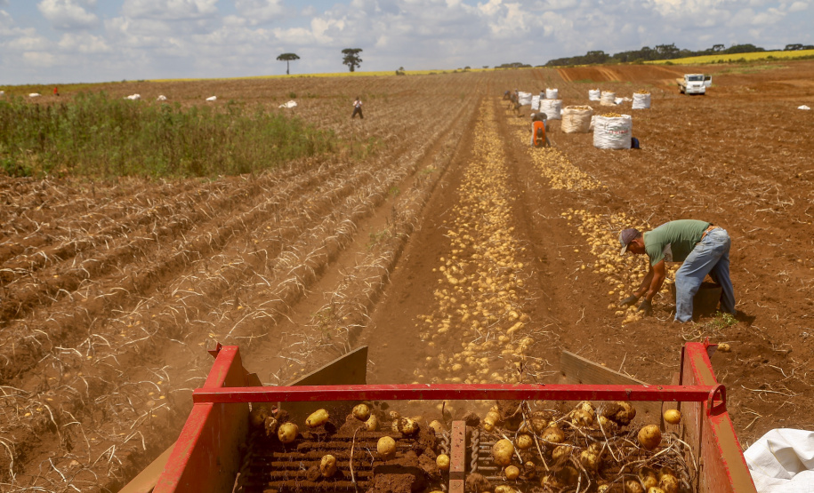 02/03 - produção e processo da batata.Foto: Gilson Abreu/AEN