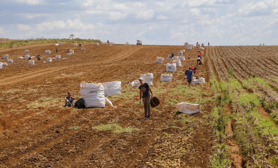 02/03 - produção e processo da batata.Foto: Gilson Abreu/AEN
