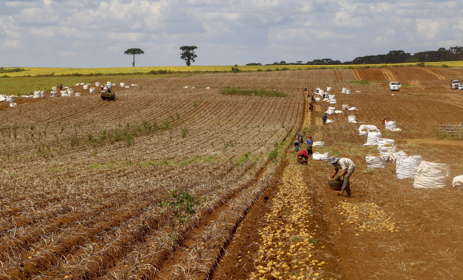 02/03 - produção e processo da batata.Foto: Gilson Abreu/AEN