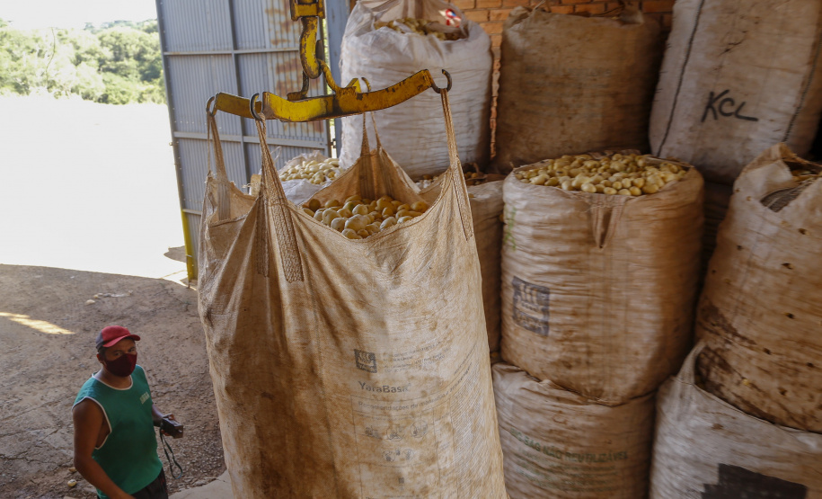 02/03 - produção e processo da batata.Foto: Gilson Abreu/AEN