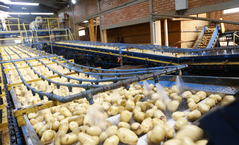 02/03 - produção e processo da batata.Foto: Gilson Abreu/AEN