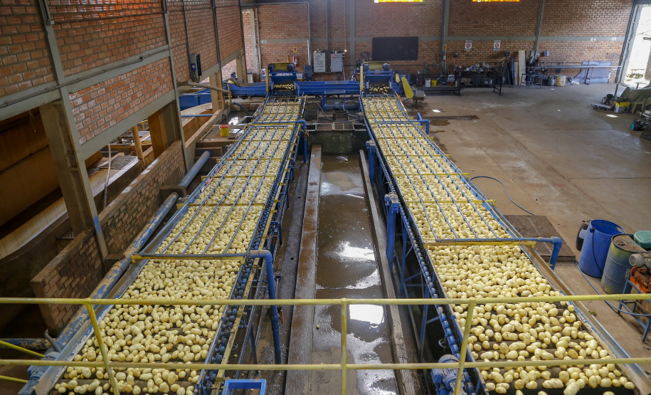 02/03 - produção e processo da batata.Foto: Gilson Abreu/AEN