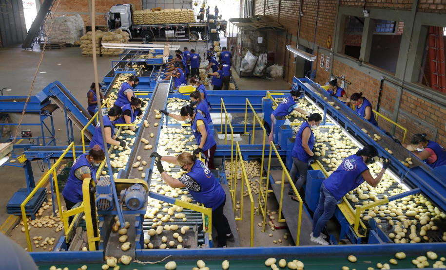 02/03 - produção e processo da batata.Foto: Gilson Abreu/AEN