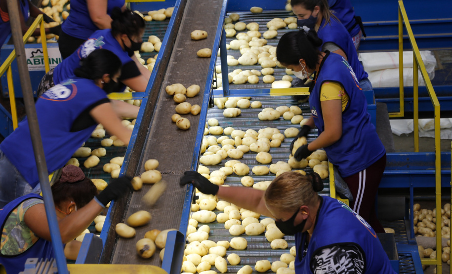 02/03 - produção e processo da batata.Foto: Gilson Abreu/AEN