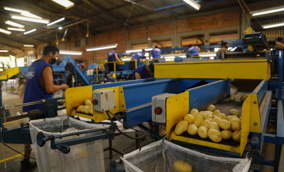 02/03 - produção e processo da batata.Foto: Gilson Abreu/AEN