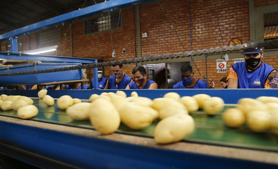 02/03 - produção e processo da batata.Foto: Gilson Abreu/AEN
