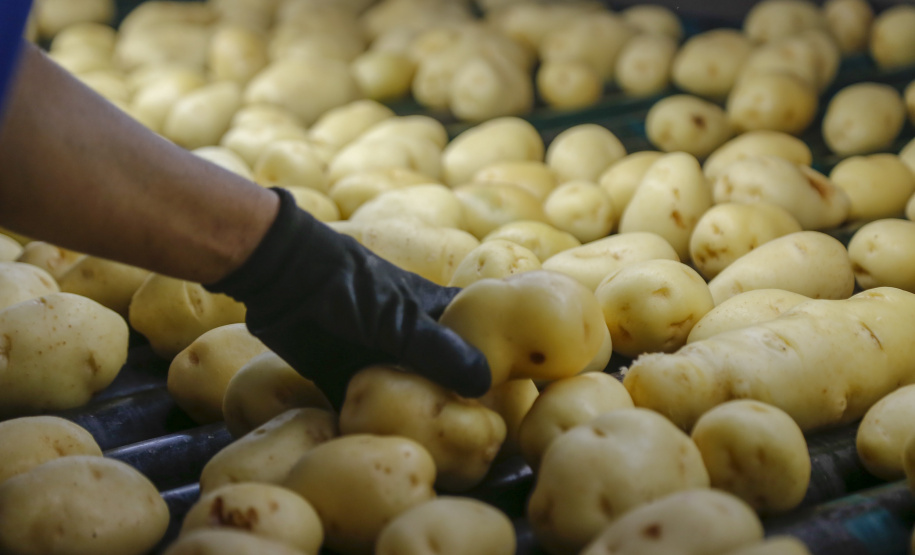 02/03 - produção e processo da batata.Foto: Gilson Abreu/AEN